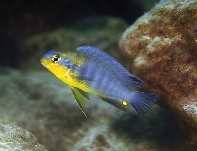 Tropheops sp. 'yellow chin' Mkanila Bay